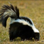 skunk