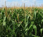 Agriculture-Corn-001.jpg