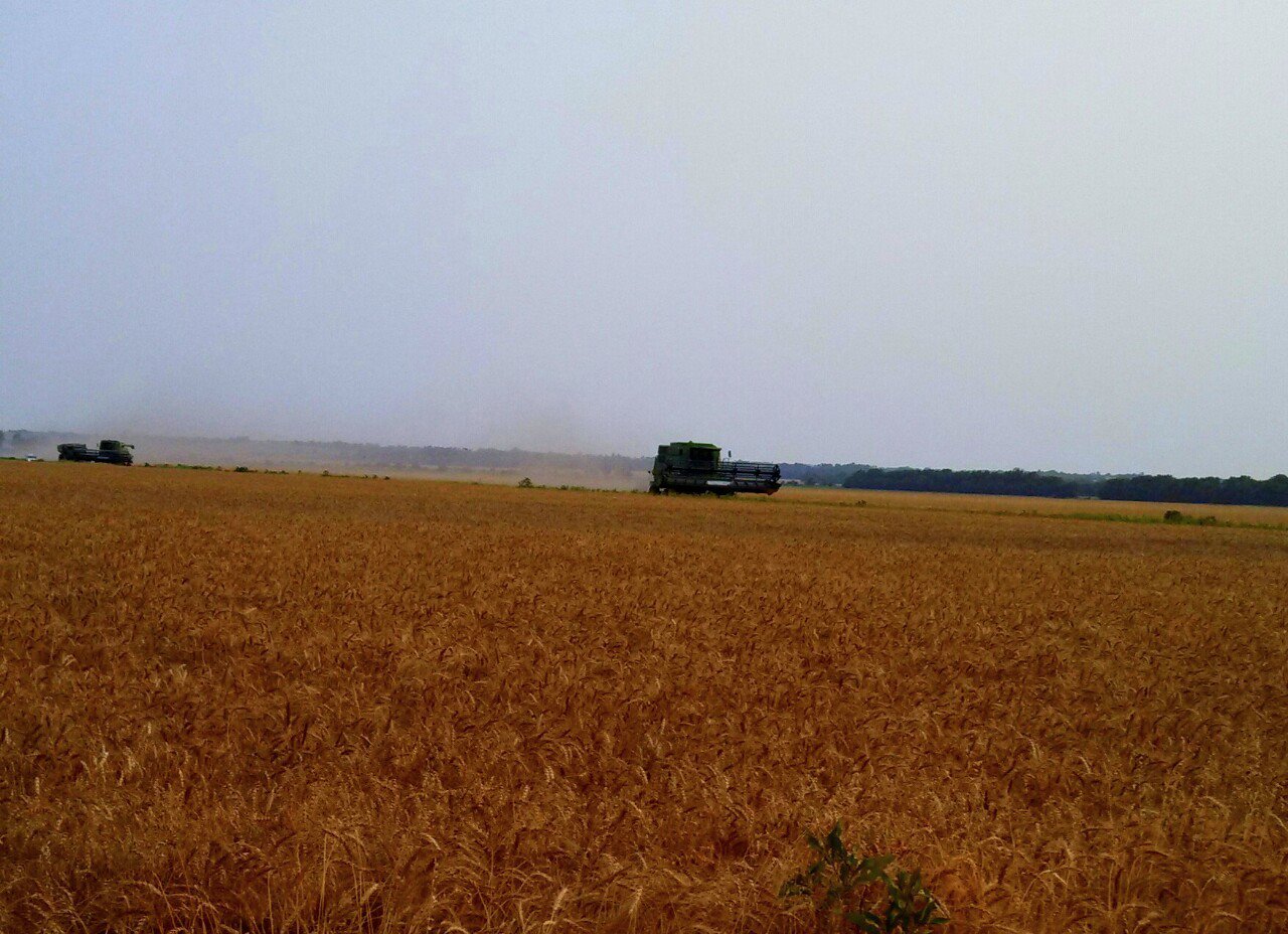 Kansas Wheat Harvest The Salina Post
