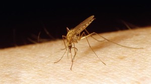 gty_malaria_mosquito_nt_110809_wg