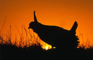 FIVE-STATE-LESSER-PRAIRIE-CHICKEN-CONSERVATION-PLAN-SUBMITTED_frontimagecrop