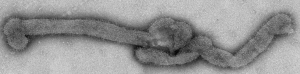 Photo by Centers for Disease Control and Prevention The newly discovered Bourbon virus is thought to have contributed to the death of a Kansas man last spring. -