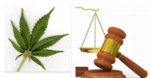 marijuana