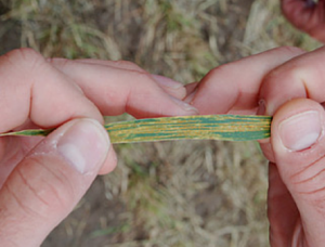 photo- Kansas Wheat Growers Assn.