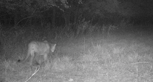 Mountain lion photographed on trail cam in southeast Kansas – courtesy KDWPT