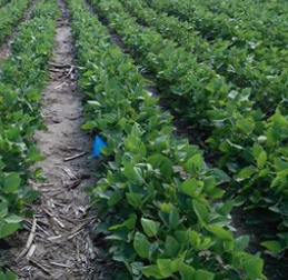 Soybeans
