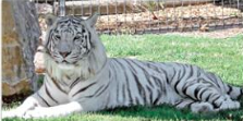 Rolling Hills Zoo photo
