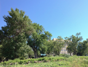 KU's Prairie Acre (Photo by Chuck France / University Relations)