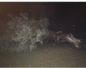 Tree blown over in Great Bend- courtesy photo