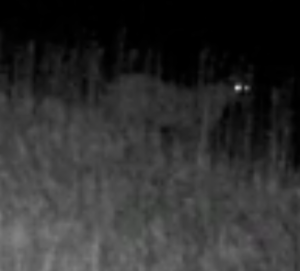 Mountain lion in Barton County on Sept. 7