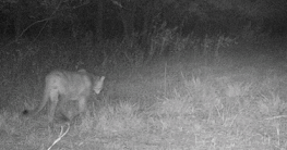 Mountain lion photographed last year on a trail cam in southeast Kansas – courtesy KDWPT