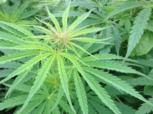 Photo by Dave Ranney A new study says if Kansas legalized marijuana for broad medical use, marijuana-related car collisions and accidental ingestion hospitalizations likely would increase, but crime and illegal consumption would not.