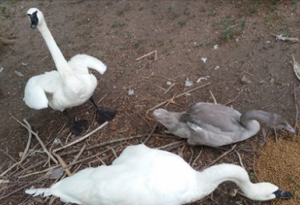 photo Great Bend-Brit Spaugh Zoo