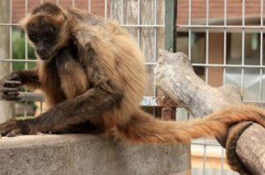 photo Brit Spaugh Zoo