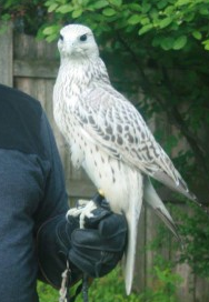 This is the missing falcon