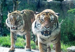 Manhattan’s newest residents, a pair of 8-year-old Malayan tiger brothers, Malik and Hakim. The animals will be on exhibit starting Saturday, December 12. Photos courtesy of Cincinnati Zoo.