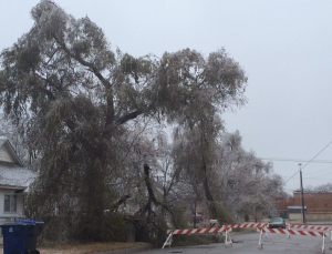 Ice coated trees in Harvey County- photo Newton Police