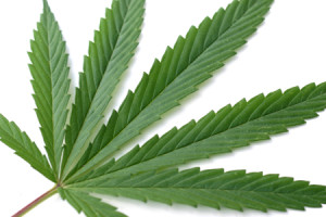 marijuana