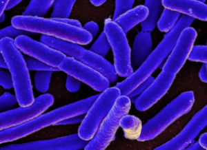 CREDIT NIAID / CREATIVE COMMONS-FLICKR