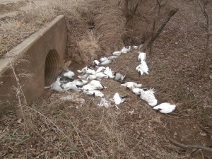 photo- Saline County Sheriff's Office