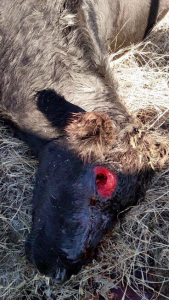 Sheriff's Dpt. photo