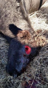 photo Harvey Co. Sheriff