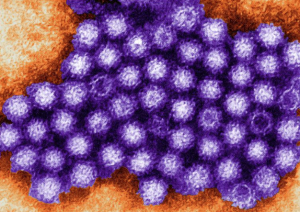 norovirus CREATIVE COMMONS / PUBLIC DOMAIN IMAGES