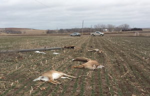 photo- Kansas Dept. of Wildlife and Parks