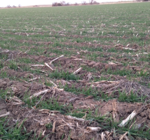 Wheat February