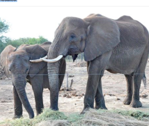 Two of the elephants that made the journey.- courtesy photo