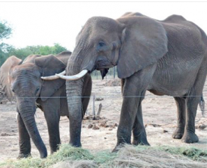 Courtesy photo- 2 of the elephants that made the journey from Africa
