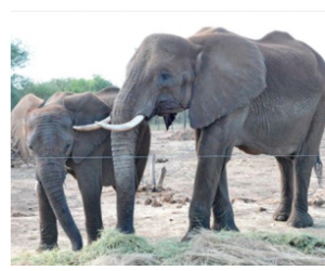 courtesy photo- 2 of the new zoo elephants