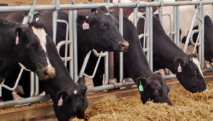 Photo Kansas Livestock Assn