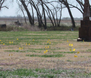 Flags mark the cemetery survey-photo Fort Larned National Historic Site