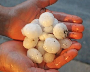 Hail that fell in the Junction City area Sunday evening. Picture courtesy of Rick Dykstra.