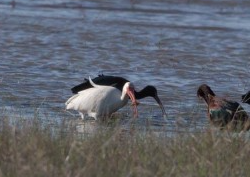 photo by Dr. Dan Witt