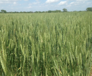 Wheat May