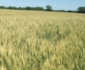 Wheat June