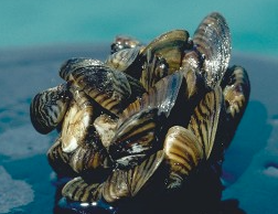 Zebra mussel courtesy photo