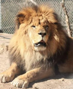 Mombasa -photo Brit Spaugh Zoo