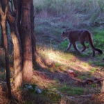 Game Wardens: Mountain lion reported in NW Kansas