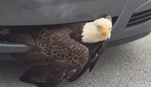A bald eagle flew in front of became lodged in the grill of the vehicle-photos Clay County, FL., Sheriff