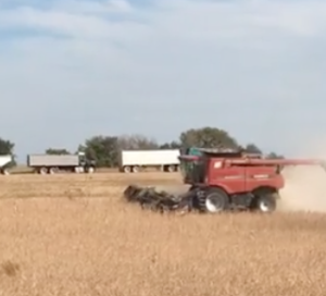 Soybean harvest -photo courtesy Kansas Soybean