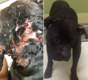 Photo Wichita Police