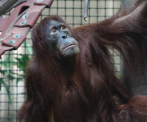 Tao, the newest addition to the Sumatran orangutan group at the zoo, is 11 years old and came to Kansas from the Dortmund Zoo in Germany- photo Sedgwick Co. Zoo 