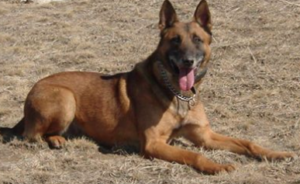 Rico-photo Garden City Police