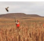 2017 Kansas upland bird hunting forecast available