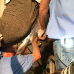 Kansas zoo elephant undergoes successful dental work