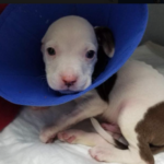 Reward doubled, police investigate Kan. animal cruelty case