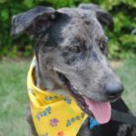 Featured pets at the Salina Animal Shelter